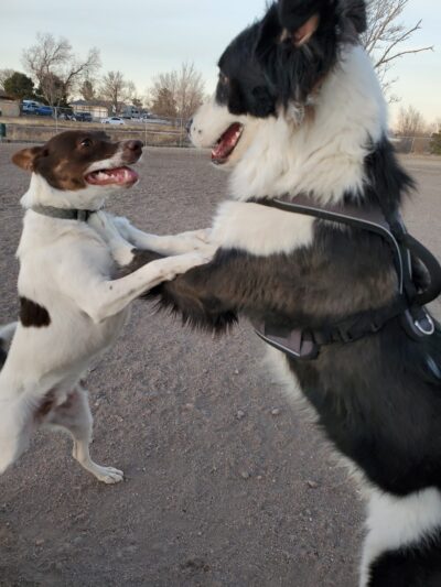 Waggin’ Tails Dog Park - Pueblo, CO