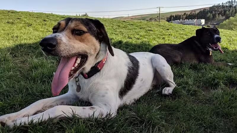 Pooch Park at Pullman - Pullman, WA