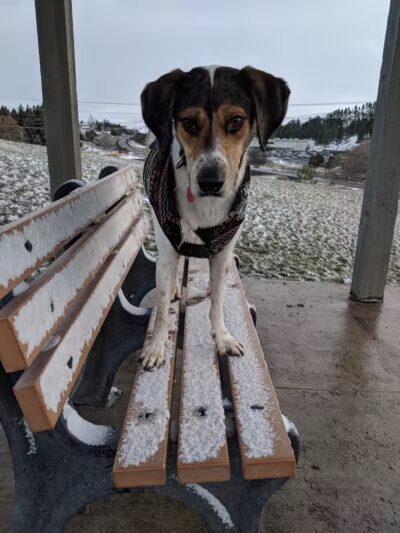 Pooch Park at Pullman - Pullman, WA
