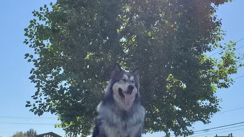 Pooch Park at Pullman - Pullman, WA