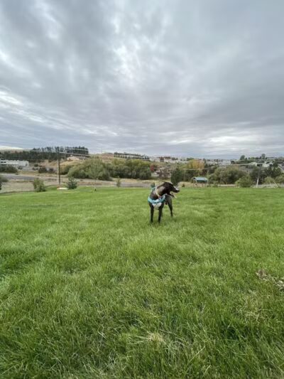 Pooch Park at Pullman - Pullman, WA