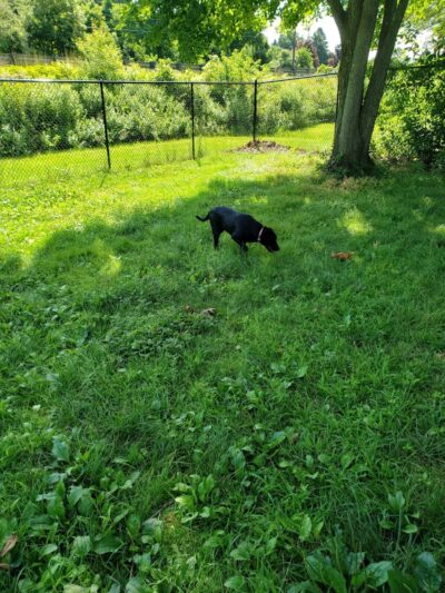 Putnam Lions Memorial Dog Park - Putnam, CT