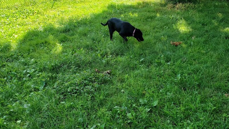 Putnam Lions Memorial Dog Park - Putnam, CT