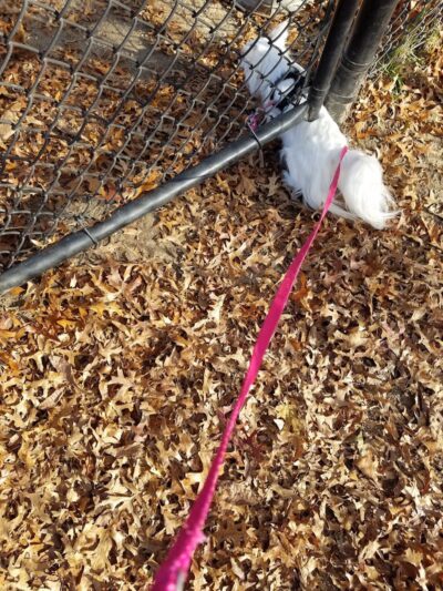 Putnam Lions Memorial Dog Park - Putnam, CT