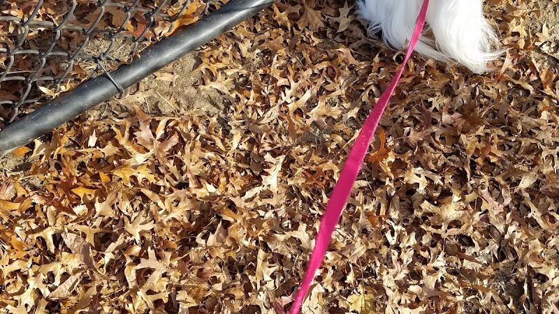 Putnam Lions Memorial Dog Park - Putnam, CT