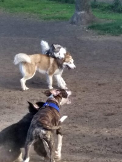 Putnam Lions Memorial Dog Park - Putnam, CT