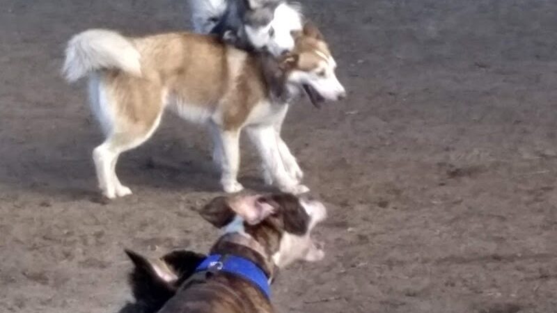 Putnam Lions Memorial Dog Park - Putnam, CT