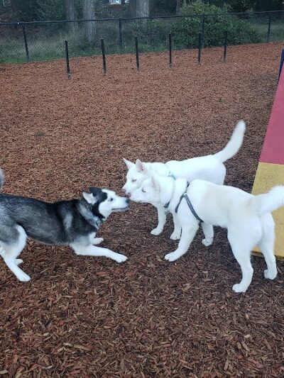 Rainier Woods Off-Leash Dog Park - Puyallup, WA
