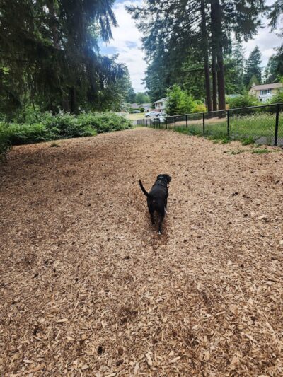 Rainier Woods Off-Leash Dog Park - Puyallup, WA