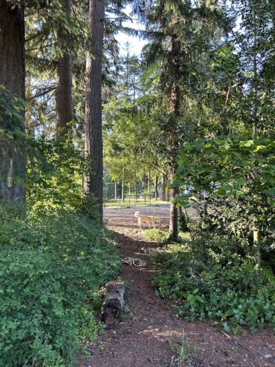 Rainier Woods Off-Leash Dog Park - Puyallup, WA