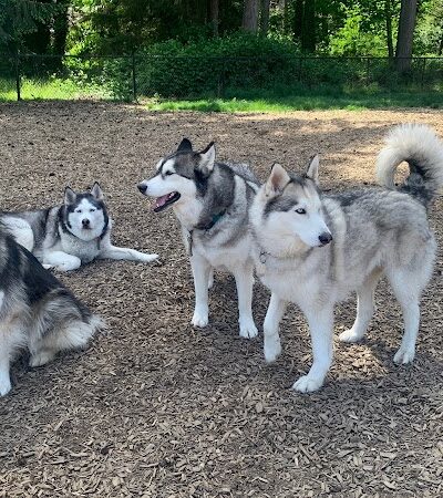 Rainier Woods Off-Leash Dog Park - Puyallup, WA