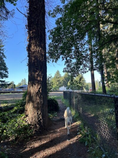 Rainier Woods Off-Leash Dog Park - Puyallup, WA