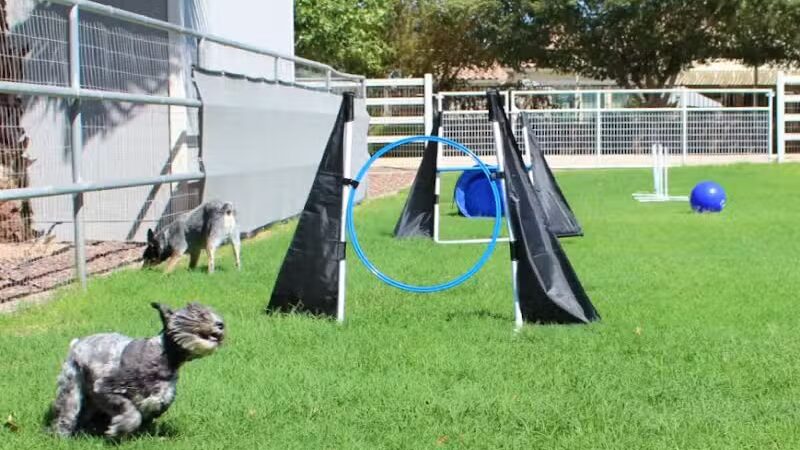 Fetch at The Stall Private Dog Park - Queen Creek, AZ