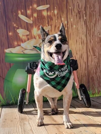 Fetch at The Stall Private Dog Park - Queen Creek, AZ