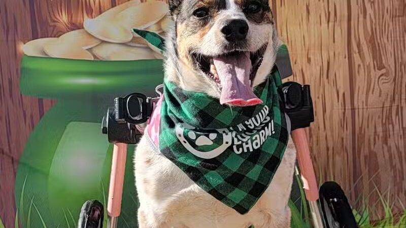 Fetch at The Stall Private Dog Park - Queen Creek, AZ