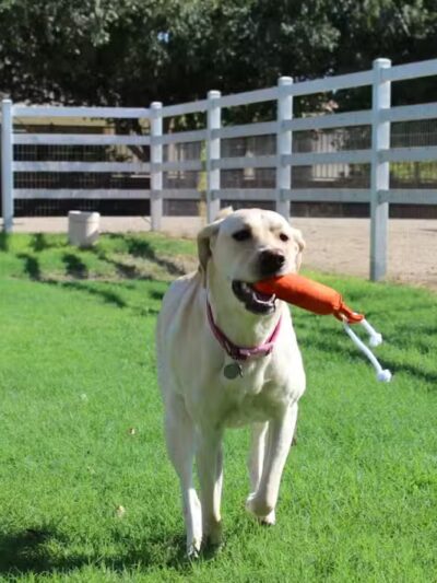 Fetch at The Stall Private Dog Park - Queen Creek, AZ