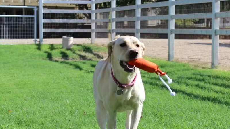 Fetch at The Stall Private Dog Park - Queen Creek, AZ