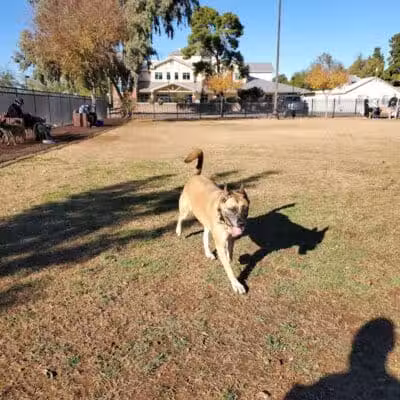 Pocket Park for Pups - Queen Creek, AZ