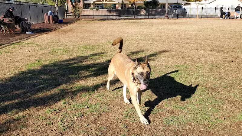 Pocket Park for Pups - Queen Creek, AZ