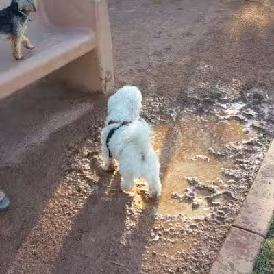 Pocket Park for Pups - Queen Creek, AZ