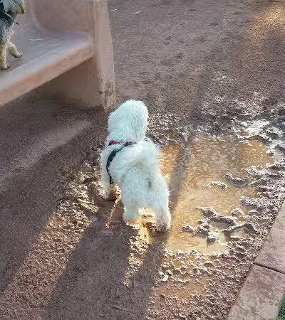 Pocket Park for Pups - Queen Creek, AZ