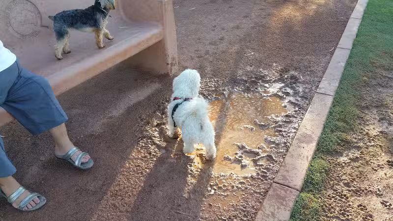 Pocket Park for Pups - Queen Creek, AZ