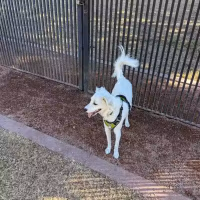 Pocket Park for Pups - Queen Creek, AZ