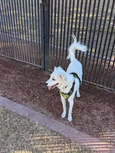 Pocket Park for Pups - Queen Creek, AZ