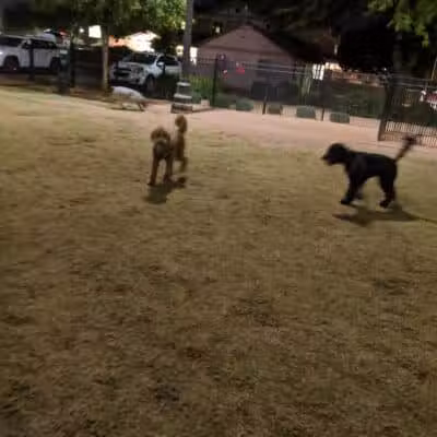 Pocket Park for Pups - Queen Creek, AZ