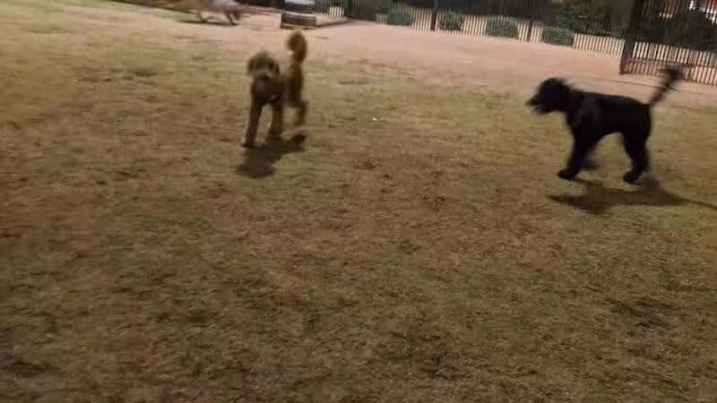 Pocket Park for Pups - Queen Creek, AZ