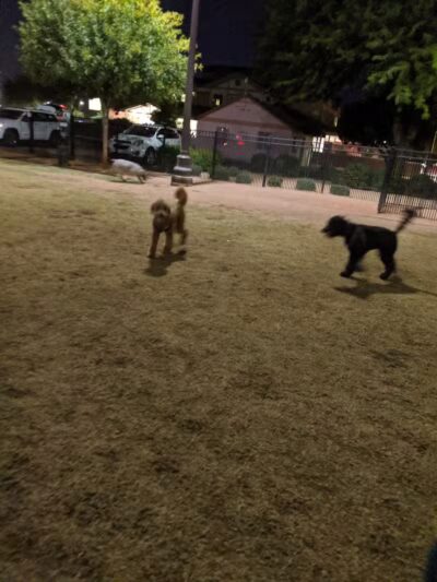 Pocket Park for Pups - Queen Creek, AZ