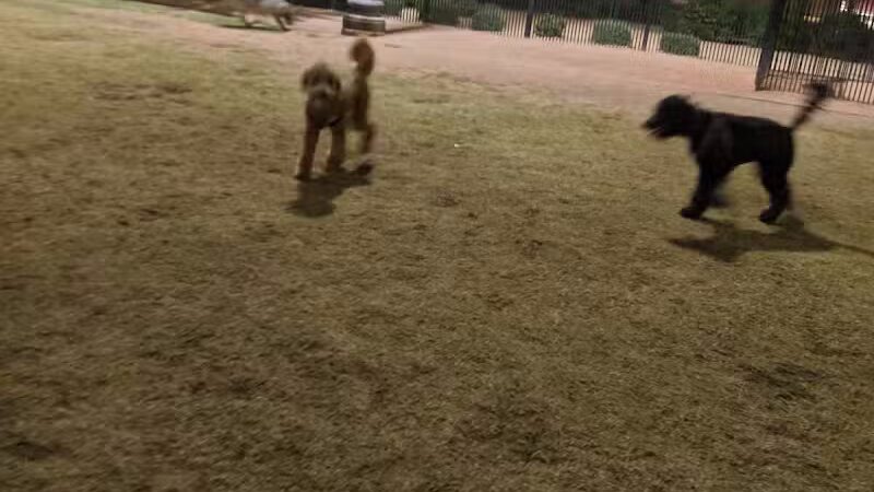 Pocket Park for Pups - Queen Creek, AZ