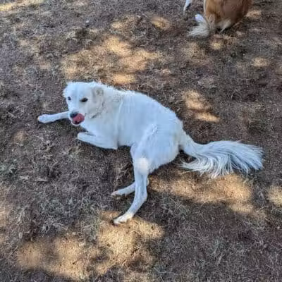 Pocket Park for Pups - Queen Creek, AZ