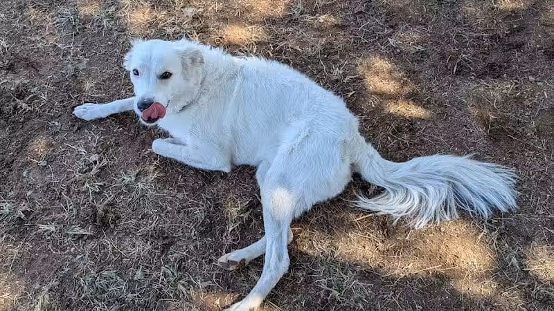 Pocket Park for Pups - Queen Creek, AZ
