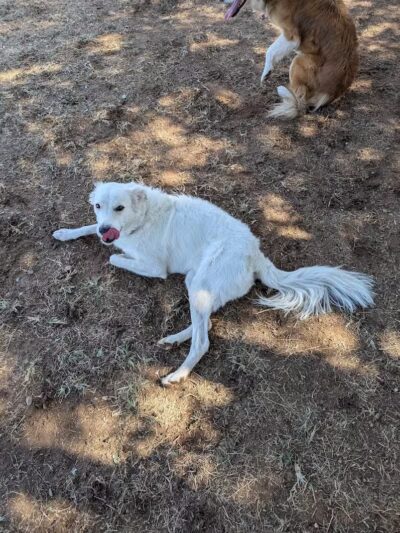 Pocket Park for Pups - Queen Creek, AZ