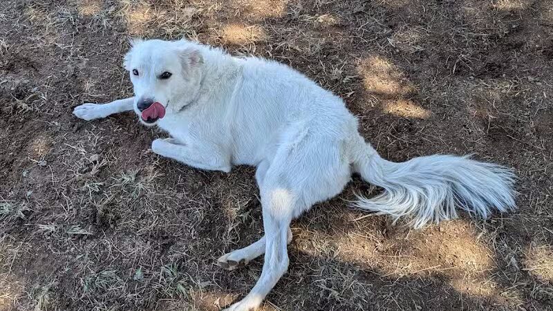 Pocket Park for Pups - Queen Creek, AZ