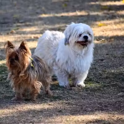Pocket Park for Pups - Queen Creek, AZ