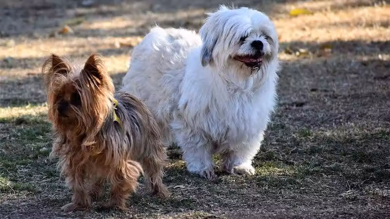 Pocket Park for Pups - Queen Creek, AZ