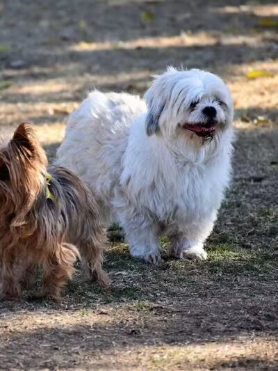 Pocket Park for Pups - Queen Creek, AZ