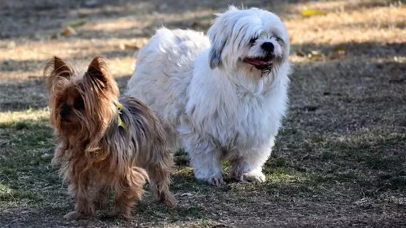 Pocket Park for Pups - Queen Creek, AZ