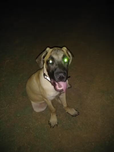 Pocket Park for Pups - Queen Creek, AZ