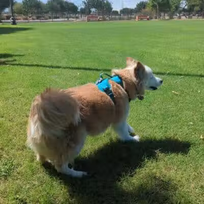 Pocket Park for Pups - Queen Creek, AZ