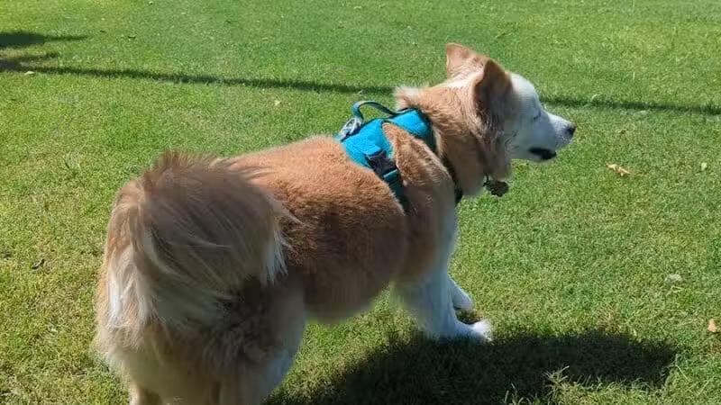 Pocket Park for Pups - Queen Creek, AZ