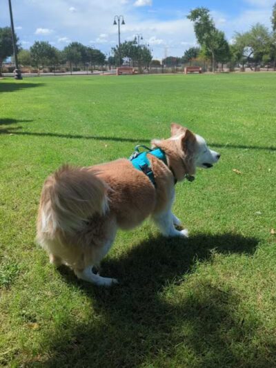Pocket Park for Pups - Queen Creek, AZ