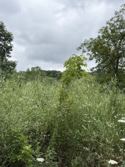 Alley Pond Park Trail - Queens, NY