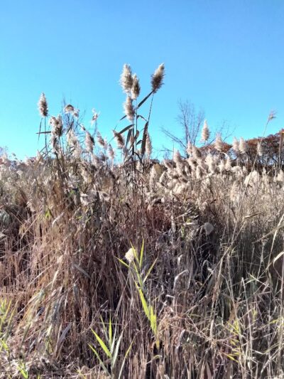 Alley Pond Park Trail - Queens, NY