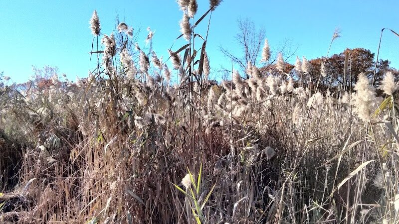 Alley Pond Park Trail - Queens, NY
