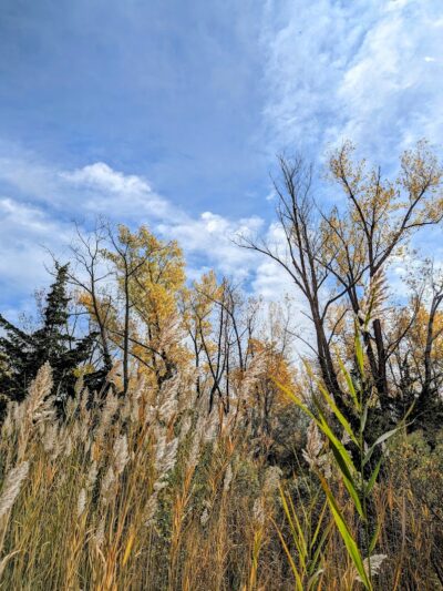 Alley Pond Park Trail - Queens, NY
