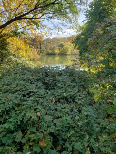 Alley Pond Park Trail - Queens, NY