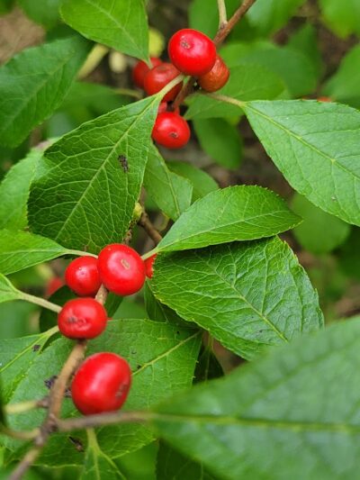 Alley Pond Park Trail - Queens, NY